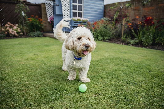 Preparing Your Yard for Your New Dog
