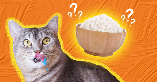 Can Cats Eat Rice?  by HUFT Editorial
